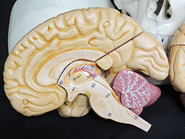8蓋骨、脳実物大模型