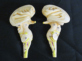 9蓋骨、脳実物大模型