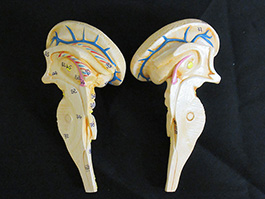 10蓋骨、脳実物大模型