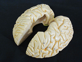 14蓋骨、脳実物大模型
