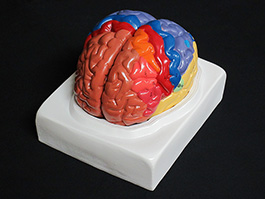1脳実物大　領域解説模型