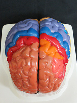 3脳実物大　領域解説模型