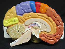 5脳実物大　領域解説模型