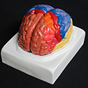脳実物大　領域解説模型