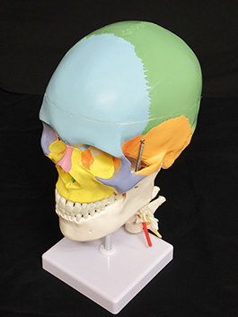 1頸椎付き 配色頭蓋骨模型