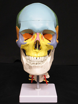 2頸椎付き 配色頭蓋骨模型