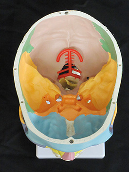 3頸椎付き 配色頭蓋骨模型