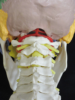 4頸椎付き 配色頭蓋骨模型