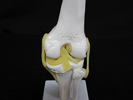 2靭帯付き膝関節模型