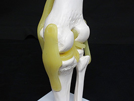 3靭帯付き膝関節模型