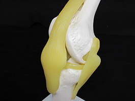 4靭帯付き膝関節模型