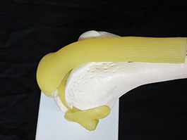 5靭帯付き膝関節模型