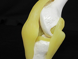 6靭帯付き膝関節模型