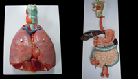 肺と消化器