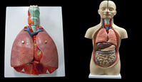 肺とアルティメットミニ