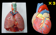 肺と心臓3個