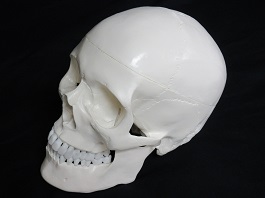 頭蓋骨１