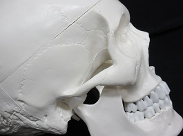 頭蓋骨３
