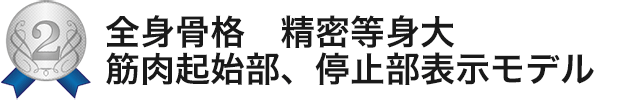 全身骨格　精密等身大　筋肉起始部、停止部表示モデル