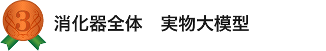 消化器全体　実物大模型