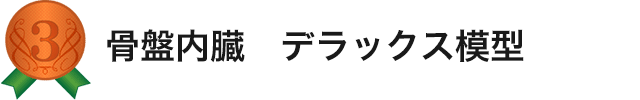 骨盤内臓　デラックス模型