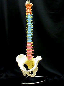 脊椎全体　実物大色分け模型1