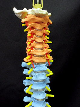 脊椎全体　実物大色分け模型3