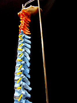 脊椎全体　実物大色分け模型4