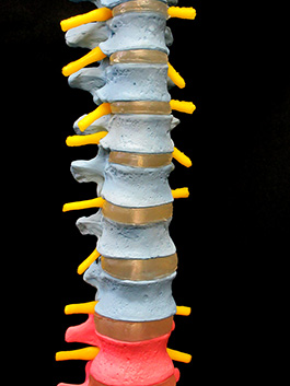 脊椎全体　実物大色分け模型5