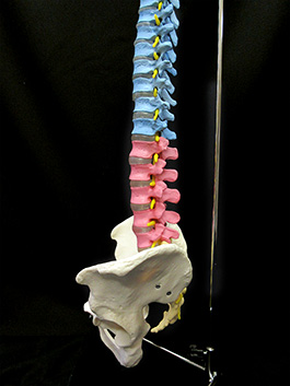 脊椎全体　実物大色分け模型7