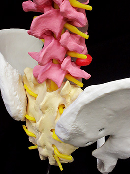 脊椎全体　実物大色分け模型8