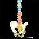 脊椎全体　実物大色分け模型