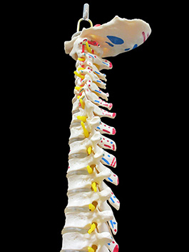 脊椎全体　等身大　起始停止部表記模型02