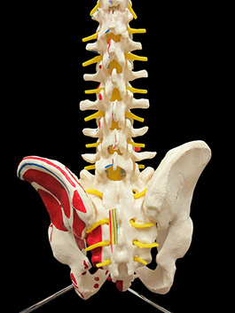 脊椎全体　等身大　起始停止部表記模型03