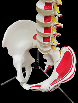 脊椎全体　等身大　起始停止部表記模型04