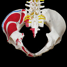 脊椎全体　等身大　起始停止部表記模型06