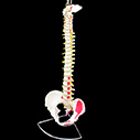 脊椎全体　等身大　起始停止部表記模型