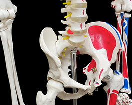 全身骨格神経、筋肉系再現模型17