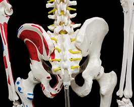 全身骨格神経、筋肉系再現模型18