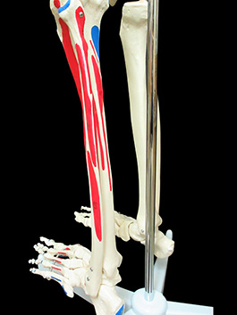 全身骨格神経、筋肉系再現模型24