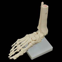 足の骨格模型01