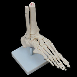 足の骨格模型02