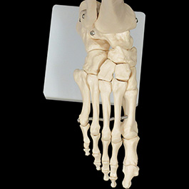 足の骨格模型03