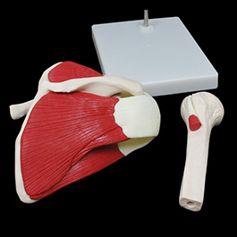 肩関節骨格筋肉模型03