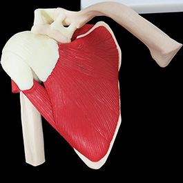 肩関節骨格筋肉模型06